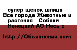 супер щенок шпица - Все города Животные и растения » Собаки   . Ненецкий АО,Несь с.